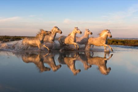 Reflected white horses