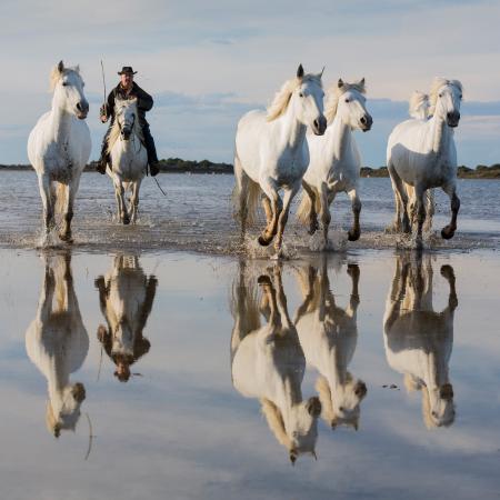 Herding white horses