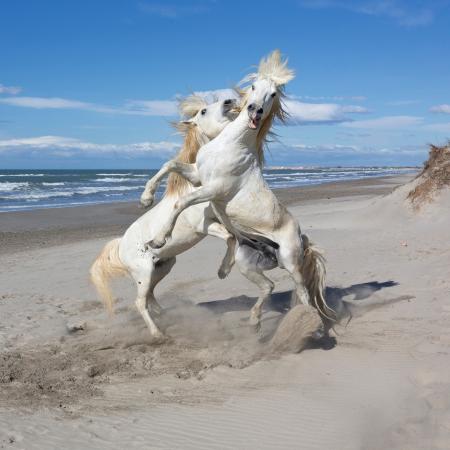 White Horses of the Camargue sparring on the beach, France