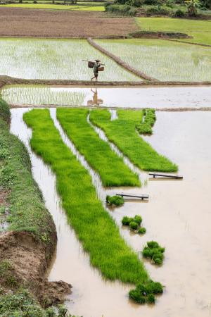 Walk through the rice terraces