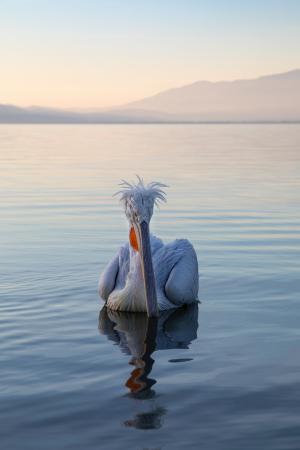 Scruffy pelican