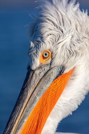 Dalmatian pelican, Northern Greece