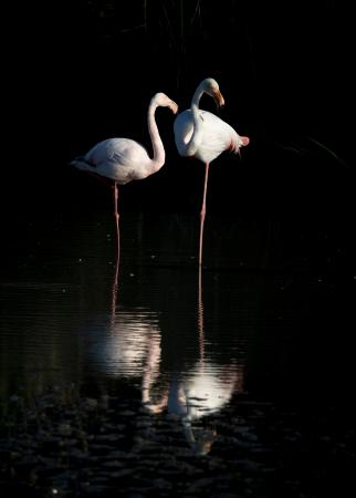 Pink flamingos