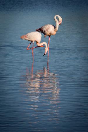 Pink couple