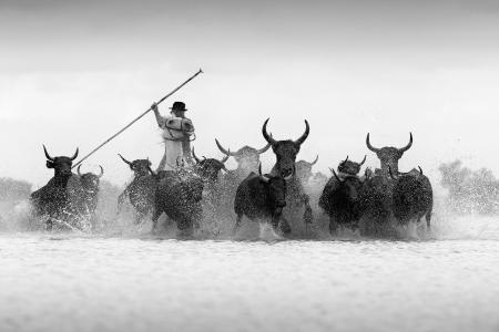 A guardian herds black bulls in the Camargue, France