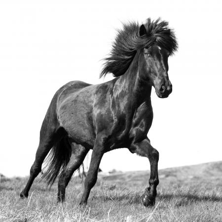  A brown Icelandic stallion runs free in North Iceland