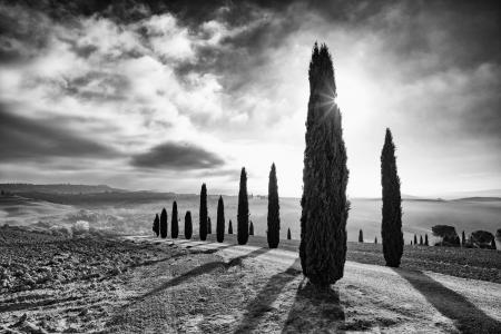 Rows of backlit cypress trees, Val d’Orcia, Italy