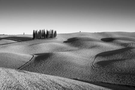  Italy, Tuscany, Val d’Orcia,  clump of cypress trees  