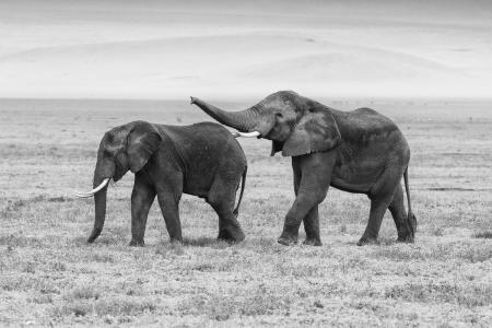 Elephants in Ngorongoro Crater, Tanzania