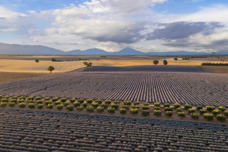 Plateau de Valensole, Provence