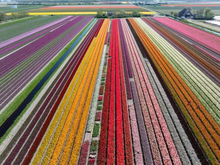 Aerial view of tulip fields in North Holland