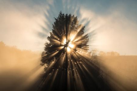 Sun bursts through tree on a misty morning, France