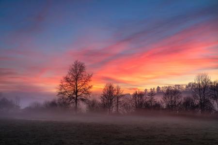 A tree at sunset, Curemonte, Correze, France