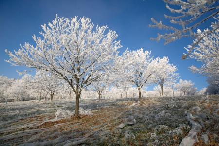 Walnut trees in the winter, Correze, France