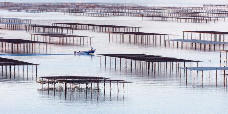 A boat collects oysters on the lagoon of Thau, Bouzigues; France