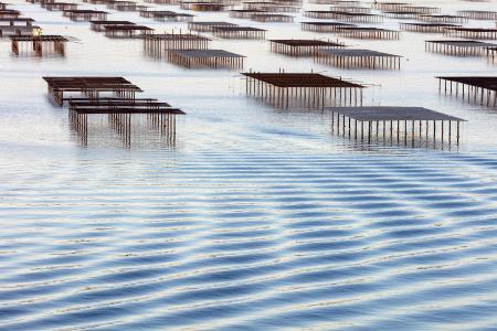  France; Occitanie; Herault; Bouzigues; Oyster tables on the lagoon of Thau