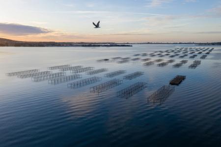 France; Occitanie; Herault; Bouzigues; aerial view of the oyster tables opposite Sete at sunrise