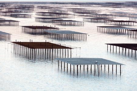 Oyster tables on the lagoon of Thau, Bouzigues; France