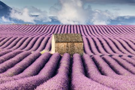 Hut in a lavender field, Provence, France