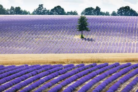 Fields of lavender, Provence, France