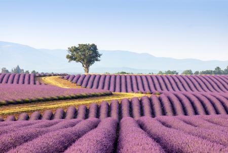 Solitary tree in a field of lavender, Provence, France