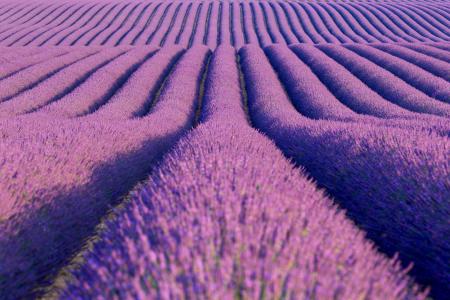 Lavender fields, Plateau de Valensole, Provence, France