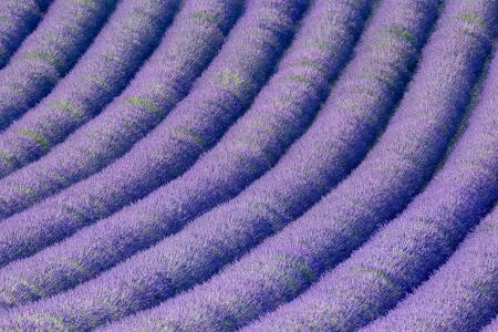 Rows of Lavender, Provence, France