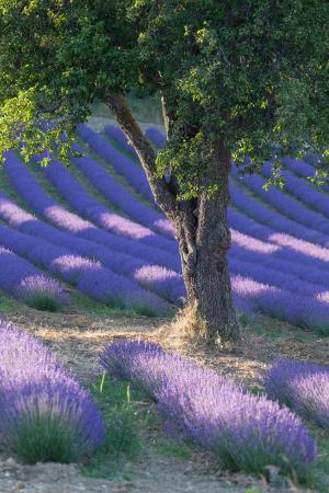 Tree in a lavender field, Provence, France