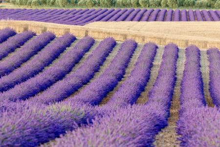 Rows of lavender and wheat, Plateau de Valensole, Provence, France