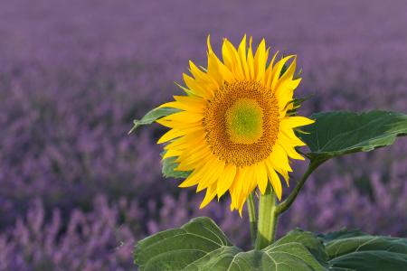 Sunflower and lavender, Provence, France