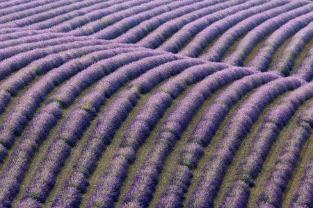 A pattern of lavender, Plateau de Valensole, Provence, France