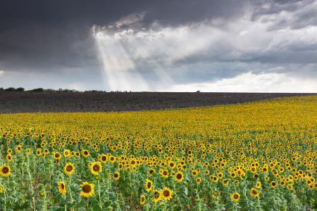 Sunflowers, Plateau de Valensole, Provence, France