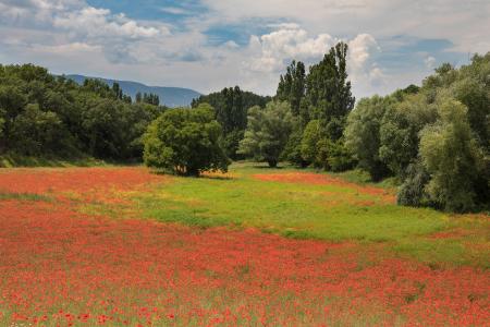 Field of poppies, Provence, France