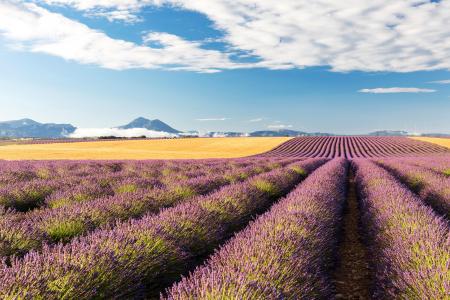 Plateau de Valensole, Provence, France