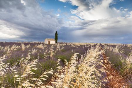 A hut surrounded by lavender, Plateau de Valensole, Provence, France