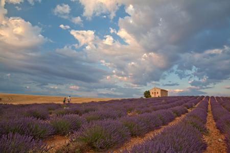 People walking to a chapel during lavender season, Provence