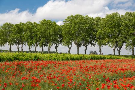 Avenue of plain trees and poppies, Provence, France