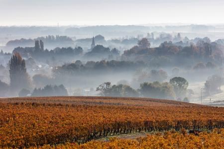  Savigny-lès-Beaune and vines at dawn, Beaune, Burgundy