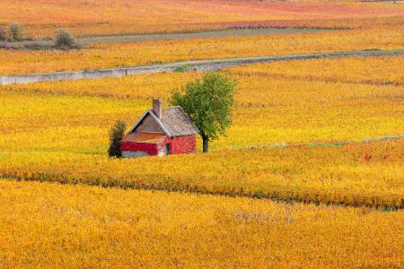 A hut surrounded by vines in autumn colour, Beaune, Burgundy