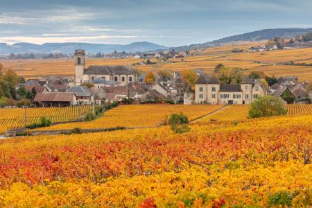  Pommard village and vines in the autumn, Bourgogne (Burgundy), France