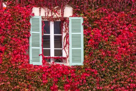 Window surrounded by red ivy in the autumn, Burgundy, France