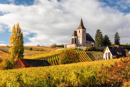 Saint-Jacques-le-Majeur church surrounded by vines in the autumn, Alsace, France