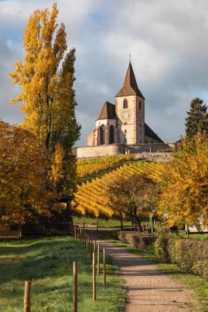 Saint-Jacques-le-Majeur church surrounded by vines in the autumn