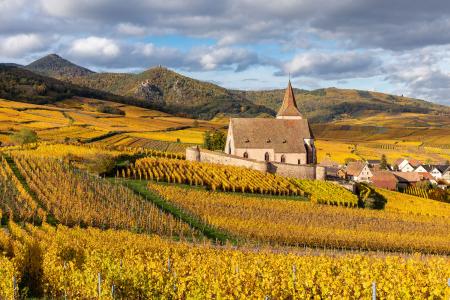   Saint-Jacques-le-Majeur church surrounded by vines in the autumn, Hunawihr