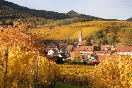 Riquewihr and vineyards in the autumn, Alsace, France