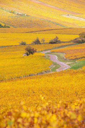 Winding road in the Chablis region, Burgundy