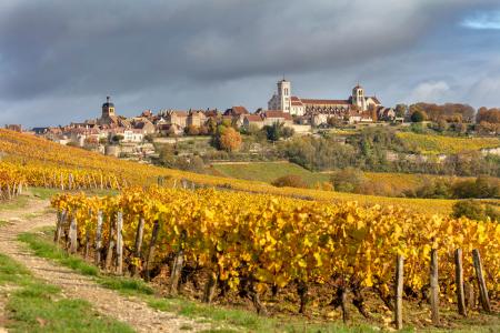  Vezelay surrounded by vines in the autumn, Burgundy