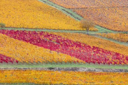  Vineyards in autumn colour, Beaune, Burgundy