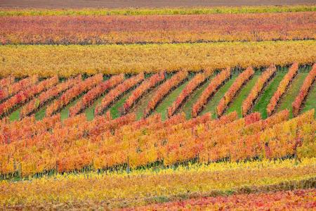 Vineyards in autumn colour, Beaune, Burgundy, France