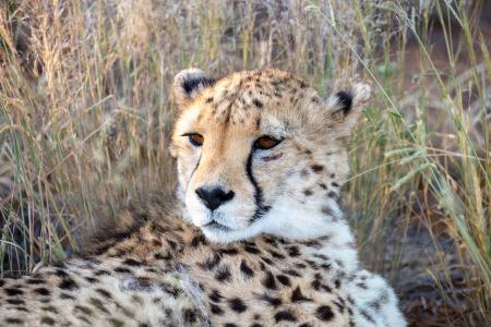 Cheetah at Okonjima